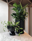 Peace Lily (Spathiphyllum)