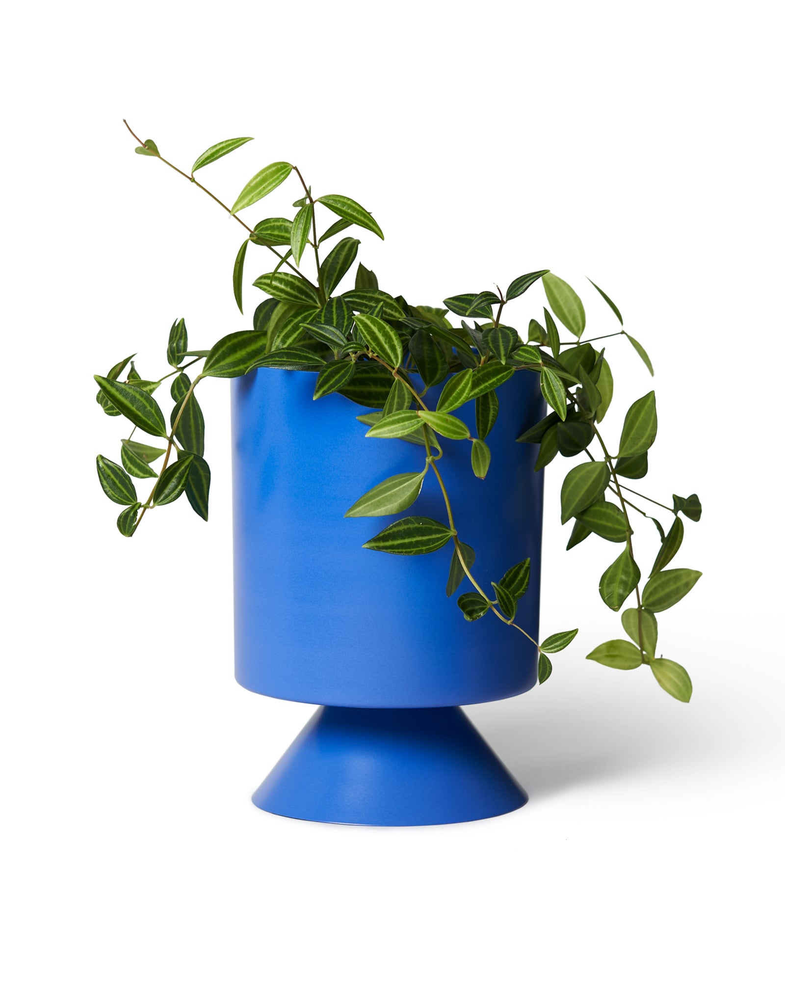 Small Palm Springs Planter by Lightly