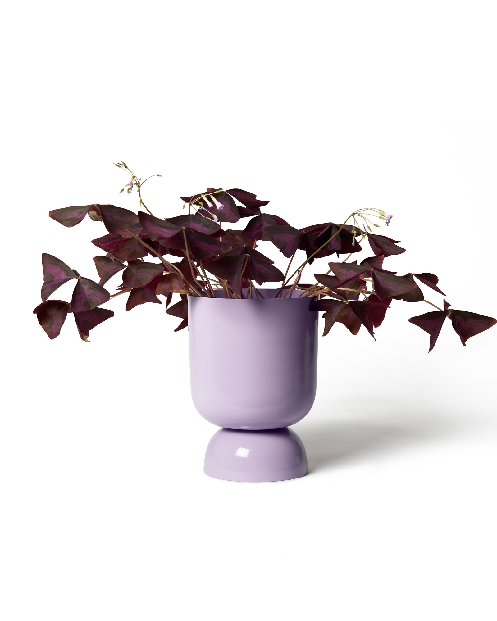 Small Goblet Planter by Lightly