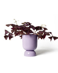 Small Goblet Planter by Lightly