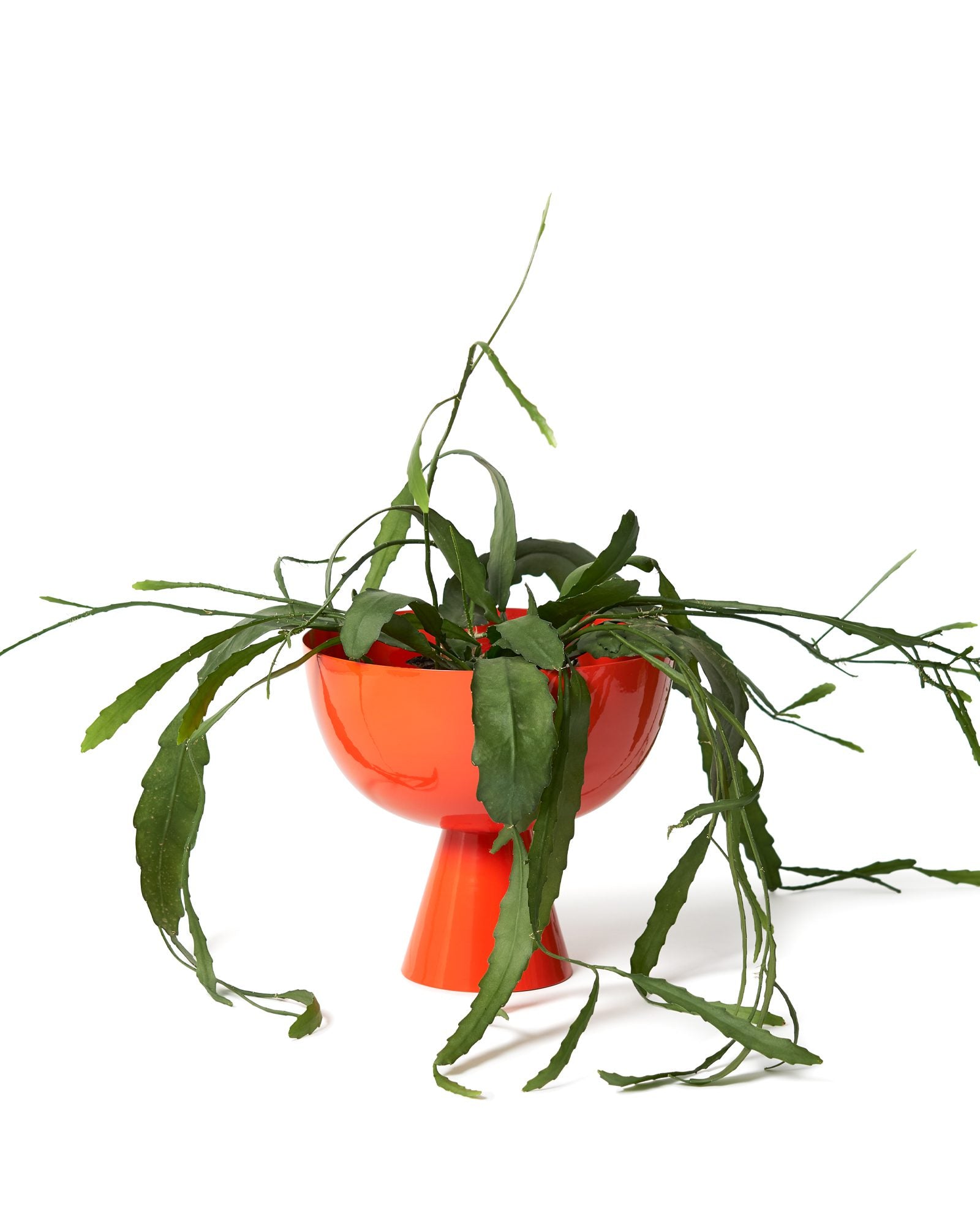 Large Vera Planter by Lightly