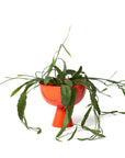 Large Vera Planter by Lightly