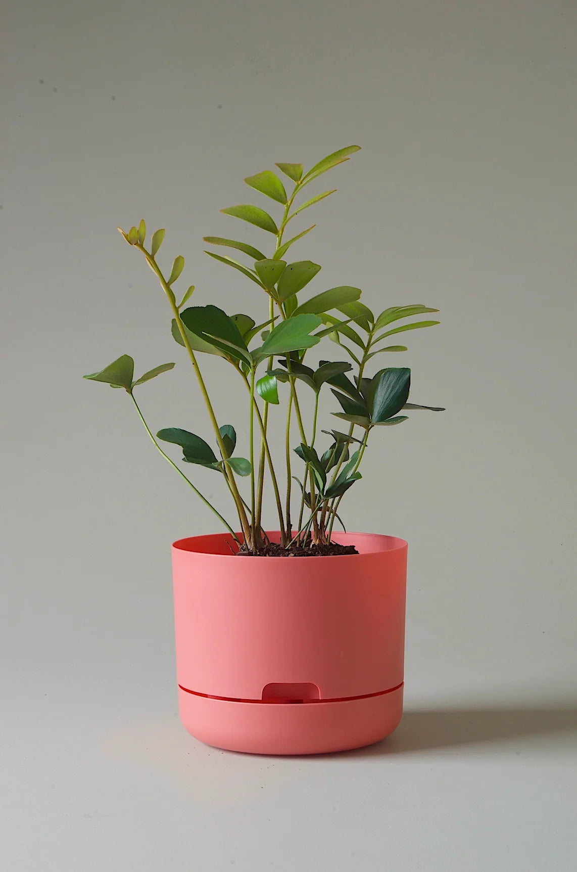 Self Watering Planter 215mm by Mr Kitly