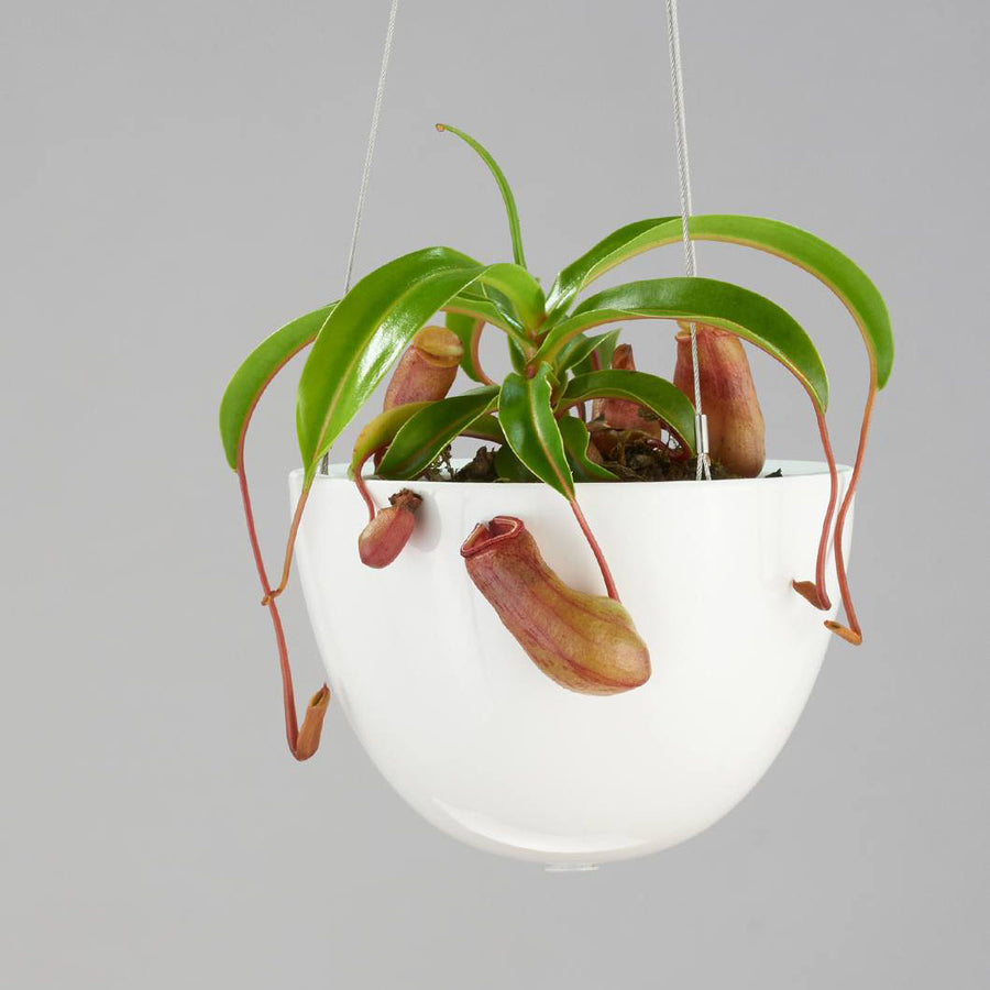 White Hanging Planter by Angus & Celeste
