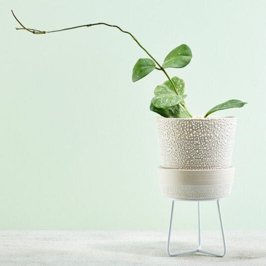 Water Bead Plant Pot by Angus &amp; Celeste