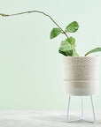 Water Bead Plant Pot by Angus & Celeste