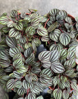 Radiator Plant (Peperomia piccolo banda)