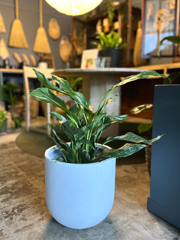 Spathiphyllum 'Domino' (Variegated Peace Lily)