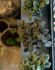 Radiator Plant (Peperomia piccolo banda)