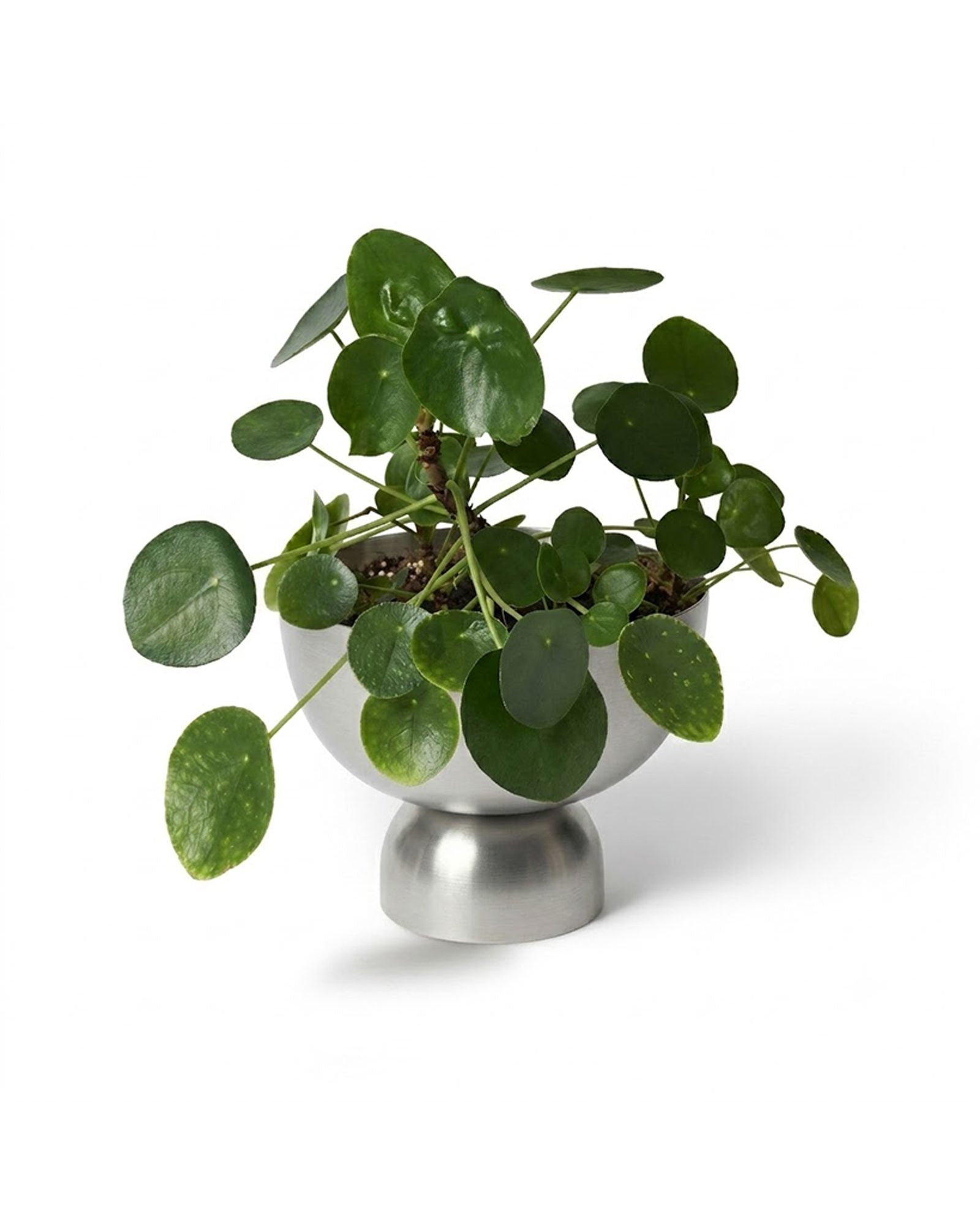 Large Goblet Planter by Lightly
