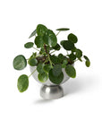 Large Goblet Planter by Lightly