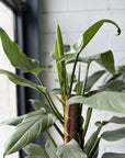 Philodendron Silver Sword (Philodendron hastatum)