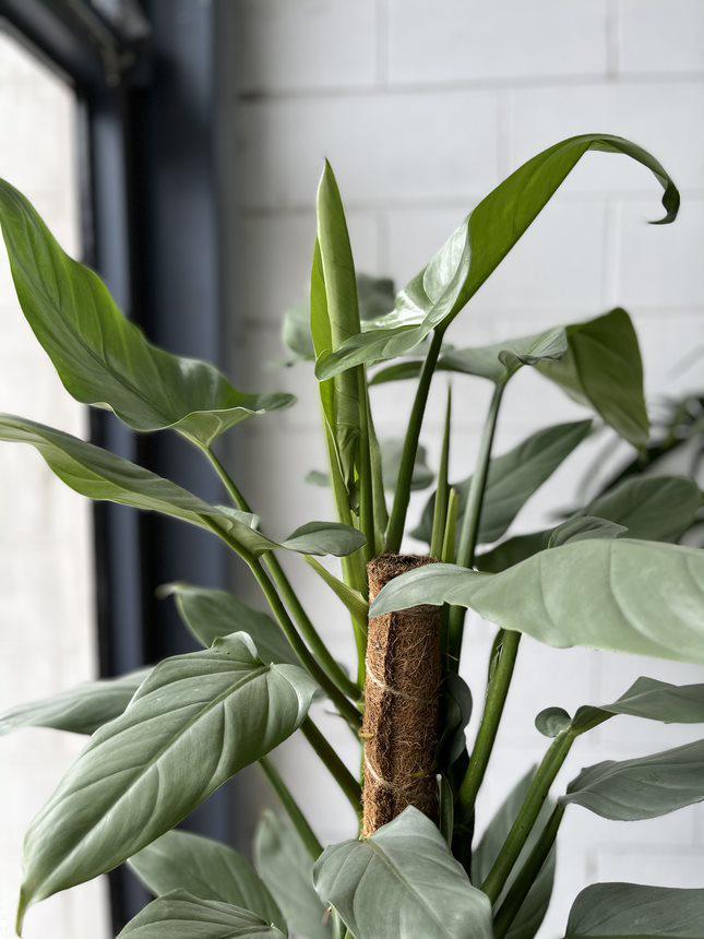 Philodendron Silver Sword (Philodendron hastatum)