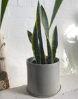 Snake Plant Yellow Edge (Sansevieria trifasciata 'Laurentii')