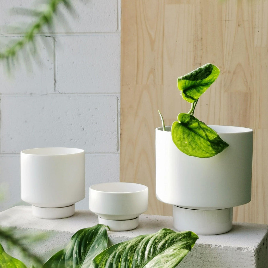 White Collectors Gro Pot by Angus & Celeste - THE PLANT SOCIETY