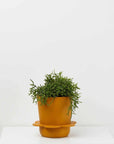 Spring Planter by Capra Designs