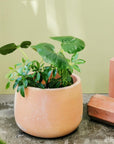 Bari Planter - THE PLANT SOCIETY