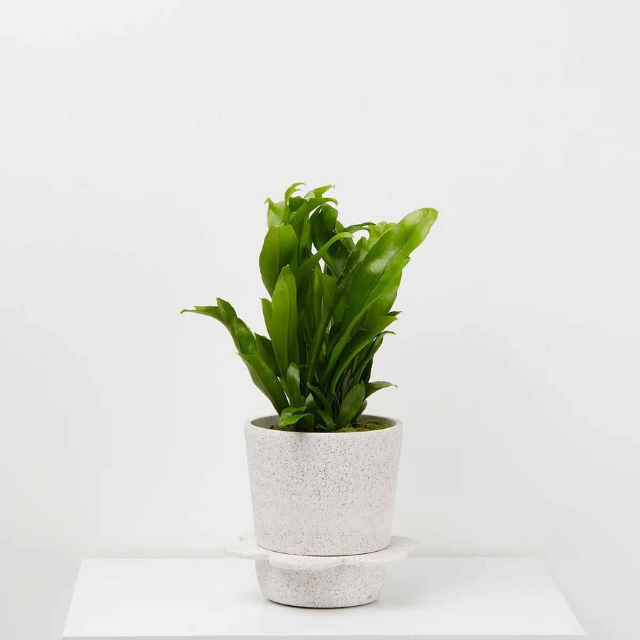 Spring Planter by Capra Designs