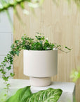 Soft Pink Collectors Gro Pot by Angus & Celeste - THE PLANT SOCIETY