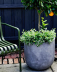 U-Planter - THE PLANT SOCIETY