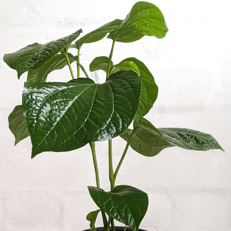 Betel Pepper Plant (Piper sarmentosum)