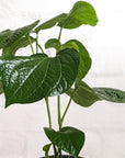 Betel Pepper Plant (Piper sarmentosum)