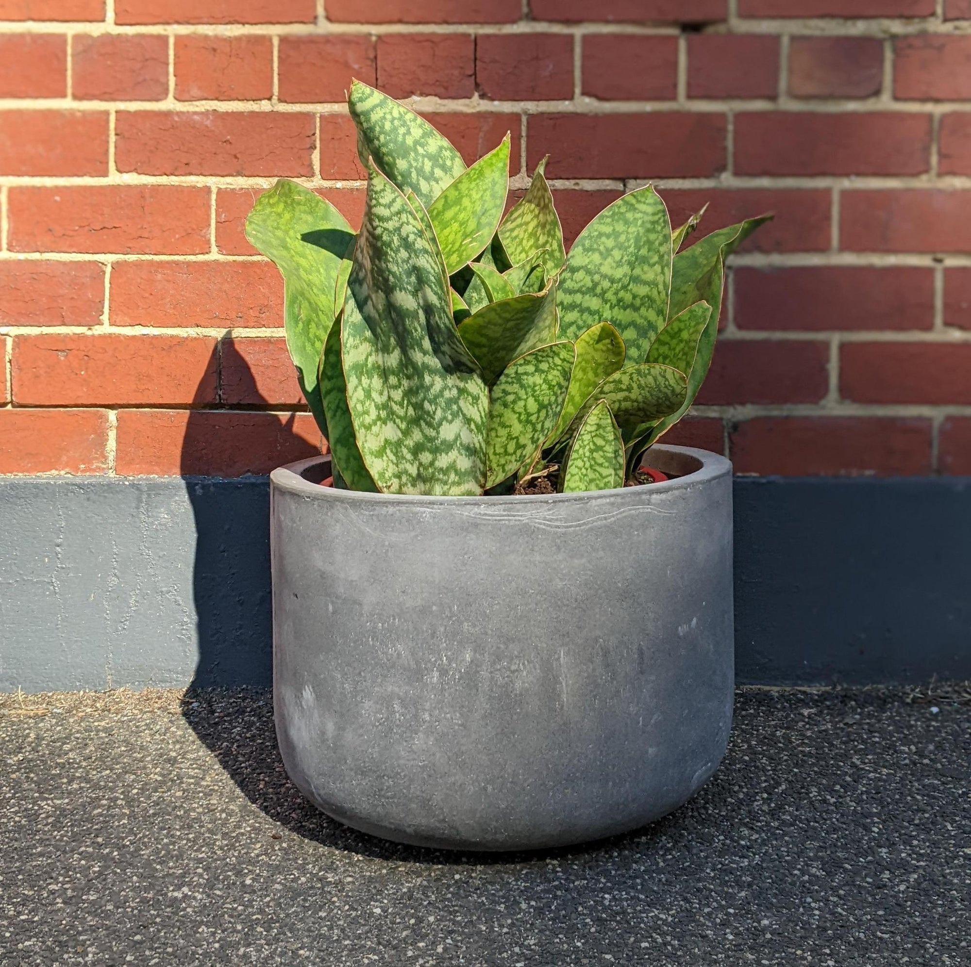 Whale Fin Sansevieria (Sansevieria Masoniana Masons Congo) - THE PLANT SOCIETY