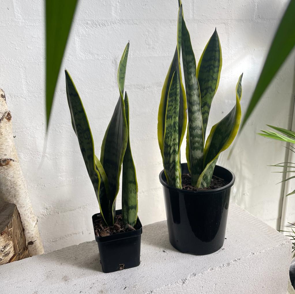 Plant In A Box - Sansevieria Trifasciata 'Futura Superba' - Set Di 2 Vaso 12cm Altezza 35 40cm 85683950 Plant In A Box - Sansevieria Trifasciata 'Futura Superba' - Set Di 2 Vaso 12cm Altezza 35 40cm 85683950