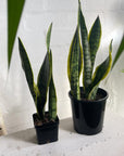 Snake Plant Yellow Edge (Sansevieria trifasciata 'Laurentii')