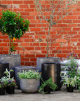 Urban & Contemporary Collections by The Plant Society - THE PLANT SOCIETY