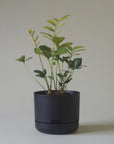 Self Watering Planter 215mm by Mr Kitly - THE PLANT SOCIETY