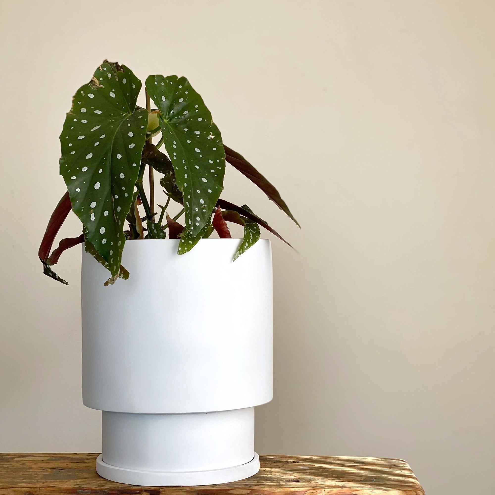 Midi Low Tower Planter by The Plant Society x Capra Designs- Totem Collection - - THE PLANT SOCIETY