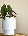 Midi Low Tower Planter by The Plant Society x Capra Designs- Totem Collection - - THE PLANT SOCIETY