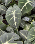 Green Velvet Alocasia (Alocasia Micholitziana)