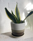 Snake Plant Thick Yellow Edge (Sansevieria trifasciata 'Black Gold')