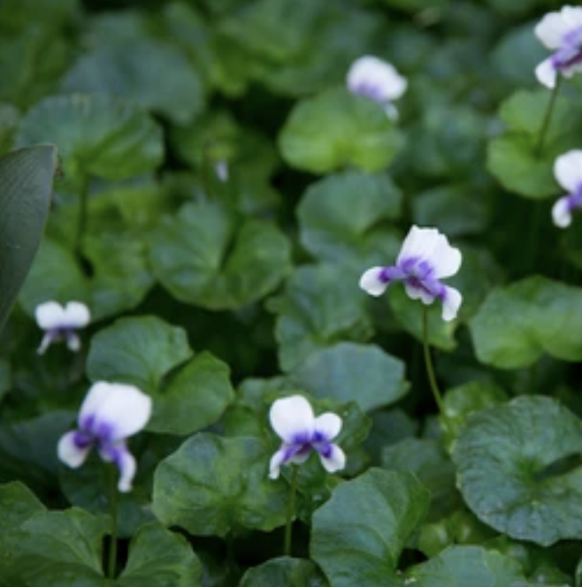 Native Violet (Viola Hederacea) – THE PLANT SOCIETY