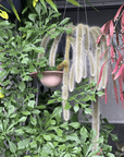 Monkey Tail Cactus (Cleistocactus colademononis) - THE PLANT SOCIETY