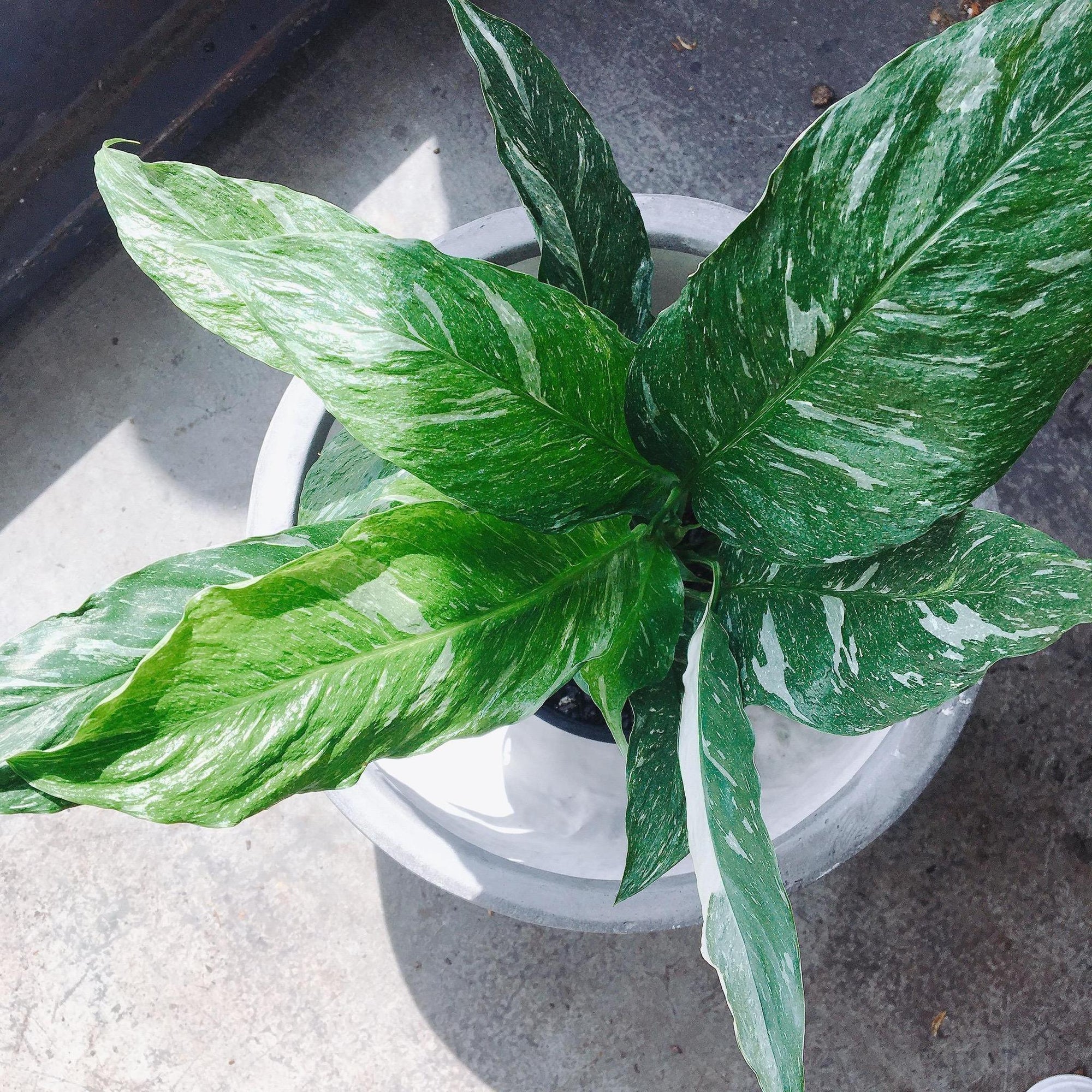 Spathiphyllum 'Domino' (Variegated Peace Lily) - THE PLANT SOCIETY