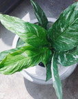 Spathiphyllum 'Domino' (Variegated Peace Lily) - THE PLANT SOCIETY