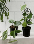 Heart Leaf Philodendron (Philodendron cordatum) - THE PLANT SOCIETY