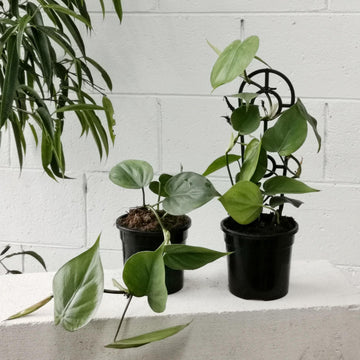 Heart Leaf Philodendron (Philodendron cordatum) - THE PLANT SOCIETY