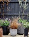 Urban & Contemporary Collections by The Plant Society - THE PLANT SOCIETY