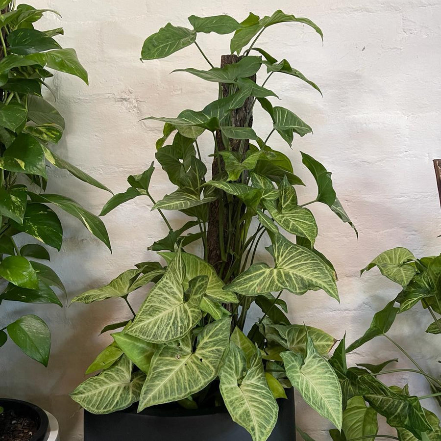 Arrowhead Plant (Syngonium podophyllum)