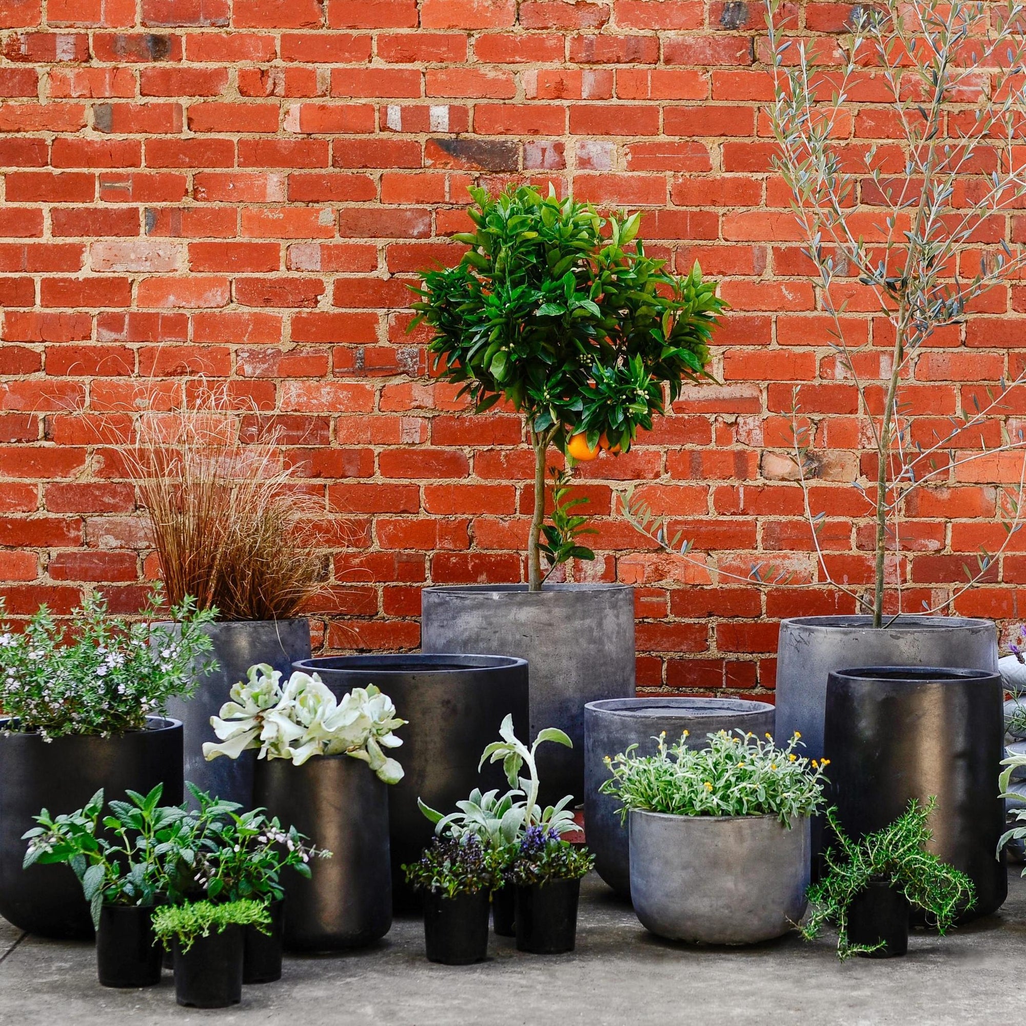 Urban &amp; Contemporary Collections by The Plant Society - THE PLANT SOCIETY