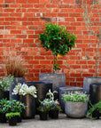 Urban & Contemporary Collections by The Plant Society - THE PLANT SOCIETY