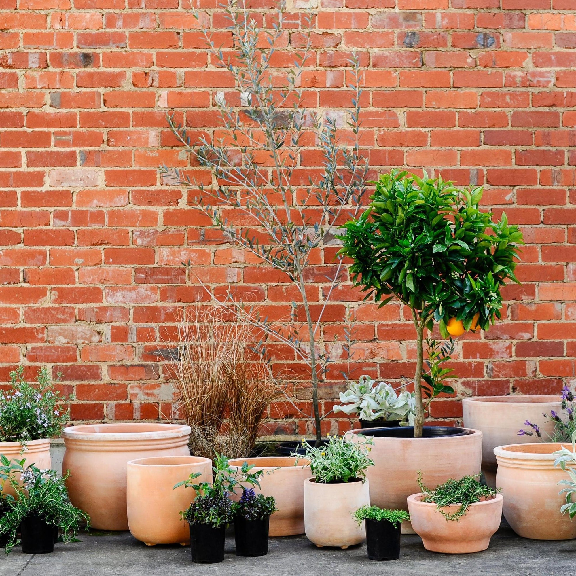 Terracotta Collection by The Plant Society - THE PLANT SOCIETY