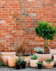 Terracotta Collection by The Plant Society - THE PLANT SOCIETY