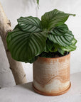 Peacock Plant (Calathea orbifolia) - THE PLANT SOCIETY