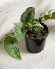 Satin Pothos (Scindapsus pictus morning 'Silver Satin')