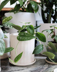 Satin Pothos (Scindapsus Pictus Argyraeus) - THE PLANT SOCIETY